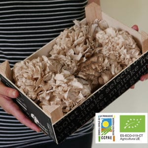 Maitake fresco de agricultura ecológica. Caja 1 Kg.