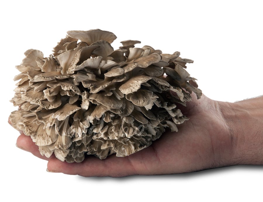 Maitake (grifola-frondosa) ECO de maitake.bio