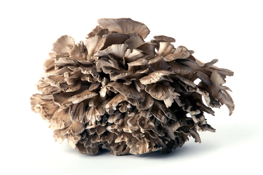 Maitake (grifola-frondosa) ECO de maitake.bio